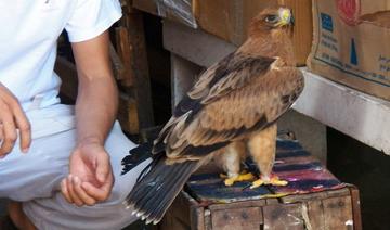 Trafic illégal d'aigles : Un réseau international démantelé à Marrakech