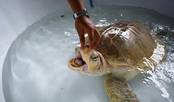 Les tortues marines de retour sur les plages de Thaïlande depuis la pandémie