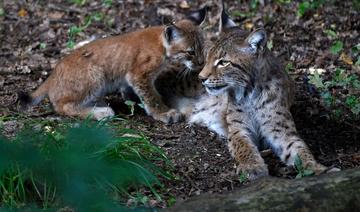 En France, un plan pour sauver le lynx, «parent pauvre» des grands prédateurs