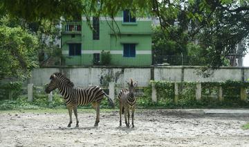 Bangladesh: enquête sur une hécatombe de zèbres dans un parc animalier