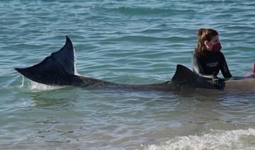 Grèce: une jeune baleine blessée échoue sur une plage près d'Athènes