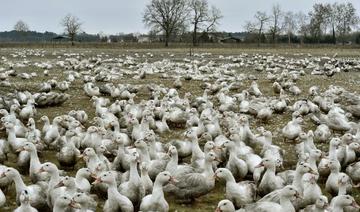 France: abattages massifs dans le Sud-Ouest pour endiguer la grippe aviaire