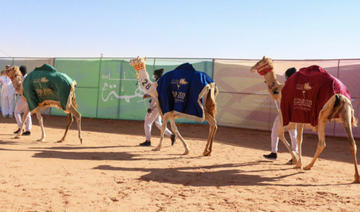 Une dirigeante d'entreprise équipe des chameaux au Festival annuel du roi Abdelaziz