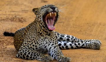 L'Afrique du Sud accorde des permis de chasse pour tuer des rhinocéros et des léopards