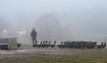 Grippe aviaire: 2,9 millions de volailles abattues depuis le début de la crise