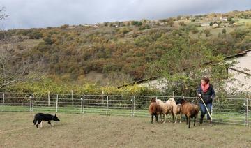 En Aveyron, des formations de dressage de chiens de troupeau pour aider les éleveurs