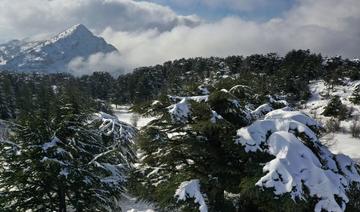 L’UpM lance des projets pour promouvoir la reforestation au Liban et au Maroc