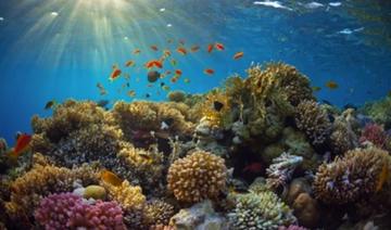 La KAUST reçoit une bourse de recherche pour soutenir la conservation des récifs coralliens