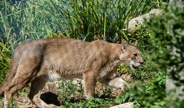 Une Américaine de 9 ans survit à une très rare attaque de puma 