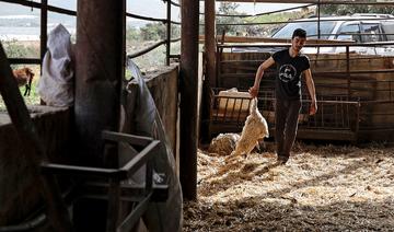 Troupeaux décimés par la fièvre aphteuse, des éleveurs palestiniens tentent de se relever