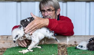 De la Vendée à l'Espagne, un élevage d'aigles réintroduit une espèce menacée