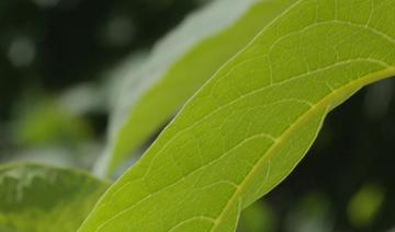 Dans le sud de la France, les plantes exotiques envahissantes se trouvent un avenir industriel