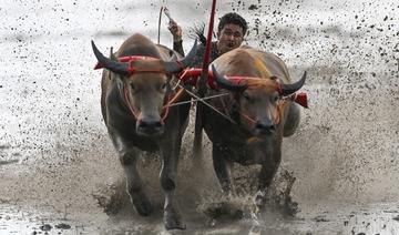 Dans la sueur et la boue, une course de buffles thaïlandaise pour préserver les traditions