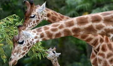 Un cousin de la girafe aimait bien les coups de tête