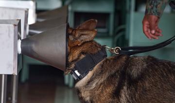 Les chiens «renifleurs», atout prometteur pour détecter la Covid-19