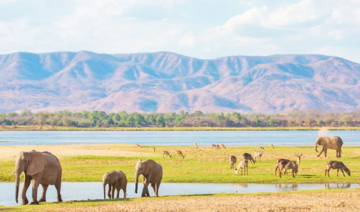 On peut encore sauver les écosystèmes africains…