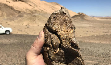 Un lézard vieux de 80 millions d'années, l'un des fossiles les plus précieux de la mer Rouge 