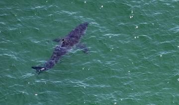 Au large de la côte est américaine, les requins blancs de plus en plus nombreux