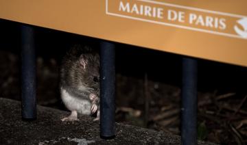 Cohabitation ou éradication: à Paris, le sort des rats divise les élus