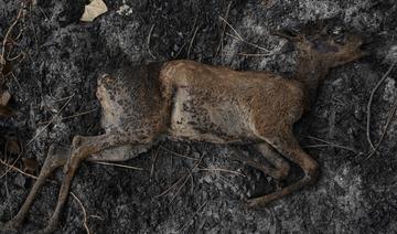 La faune et la flore, victimes des incendies en Bretagne et en Gironde 