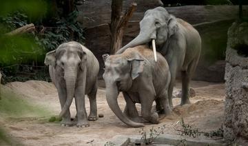 Au zoo de Zürich, un redoutable virus remplit le cimetière des éléphants