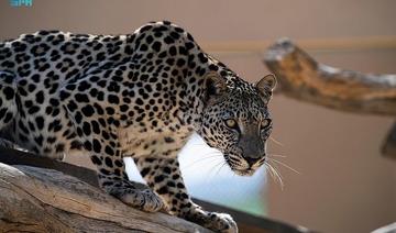 Les efforts de l'Arabie saoudite pour protéger le léopard d'Arabie mis en avant par la Princesse Rima bent Bandar