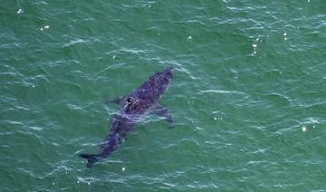 Chine: une vlogueuse mange un grand requin blanc, la police enquête 