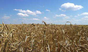 Ukraine: La reprise des exportations de céréales saluée unanimement