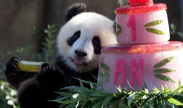 Beauval: les jumelles pandas fêtent leur un an devant leurs fans