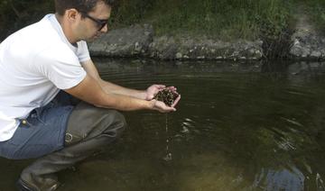 La corbicule, la palourde invasive qui filtre la Loire à outrance