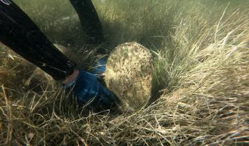 Décimée en Méditerranée, la grande nacre au cœur d'un projet de sauvetage 