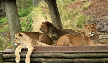 Un lion tue un homme entré dans son enclos dans le zoo d'Accra