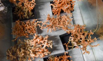 A Brest, les coraux d'eau froide à l'épreuve du réchauffement climatique