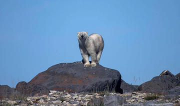 Quand l'ours blanc se retrouve loin de sa banquise