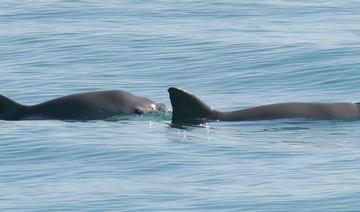 Espèces menacées: décision sur le sort des requins requiem et requins-marteaux