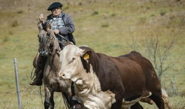 Le gaucho, insaisissable et conflictuel emblème de «l'Argentinité»