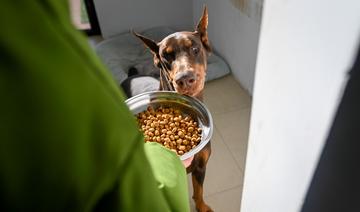 En Chine, la garde d'animaux reprend du poil de la bête