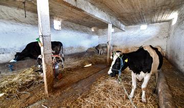 Tunisie: la pénurie de lait, symptôme d'une filière «en lent effondrement»