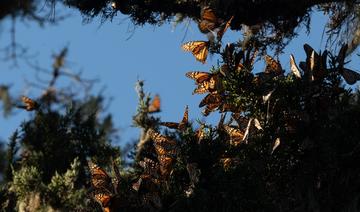 Les papillons monarques californiens reviennent de loin 