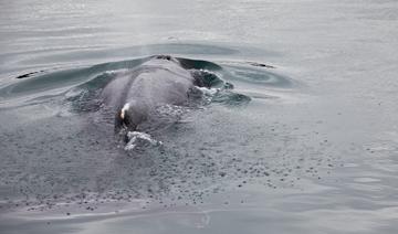 Bretagne: libérée, la baleine coincée dans la Rance fait route vers le large