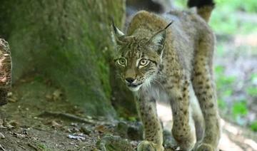 La consanguinité menace la survie du lynx en France, alerte une association