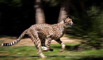 Des guépards de retour dans la nature en Inde après 70 ans