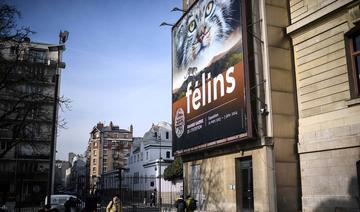 Le peuple majestueux des félins se dévoile à la Grande galerie de l'évolution