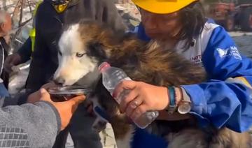 Turquie: le chien Aleks miraculé après 23 jours dans les ruines