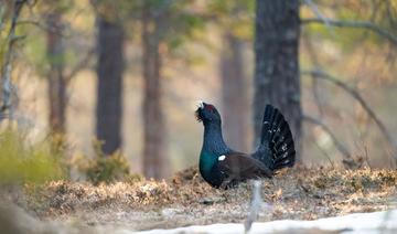 Le trépas annoncé du grand tétras dans les Vosges 