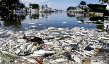 La marée rouge, un casse-tête récurrent pour la côte ouest de la Floride