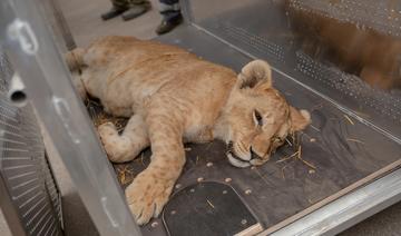 Sauvés de la guerre en Ukraine, cinq lions trouvent refuge en Pologne 