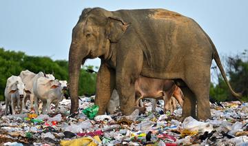 Au Sri Lanka, le problème éléphantesque des déchets plastiques