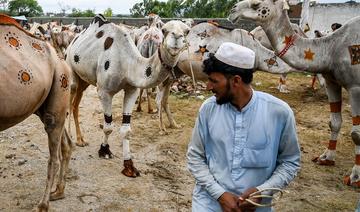 Au Pakistan, l'inflation galope et les acheteurs de chameaux sont rares avant l'Aïd