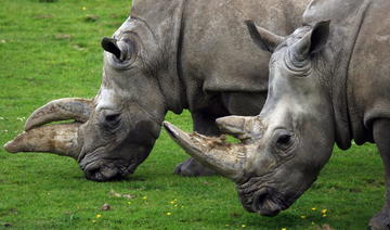 Dans un parc de RDC, réintroduction de rhinocéros blancs d'Afrique du Sud